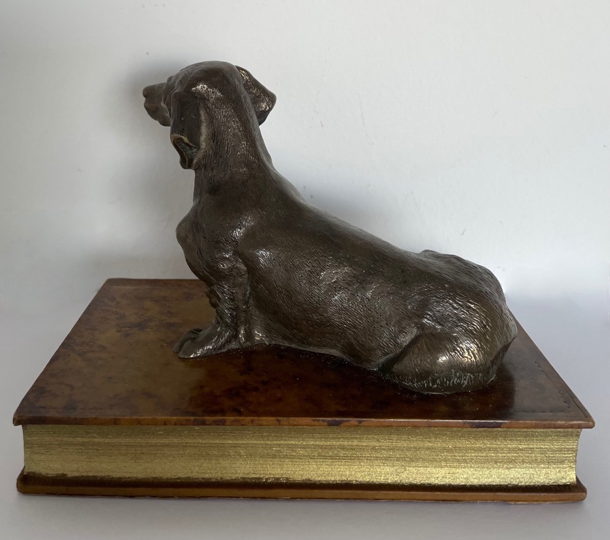 Dachshund Dog On Fake Electroplating Book-photo-4