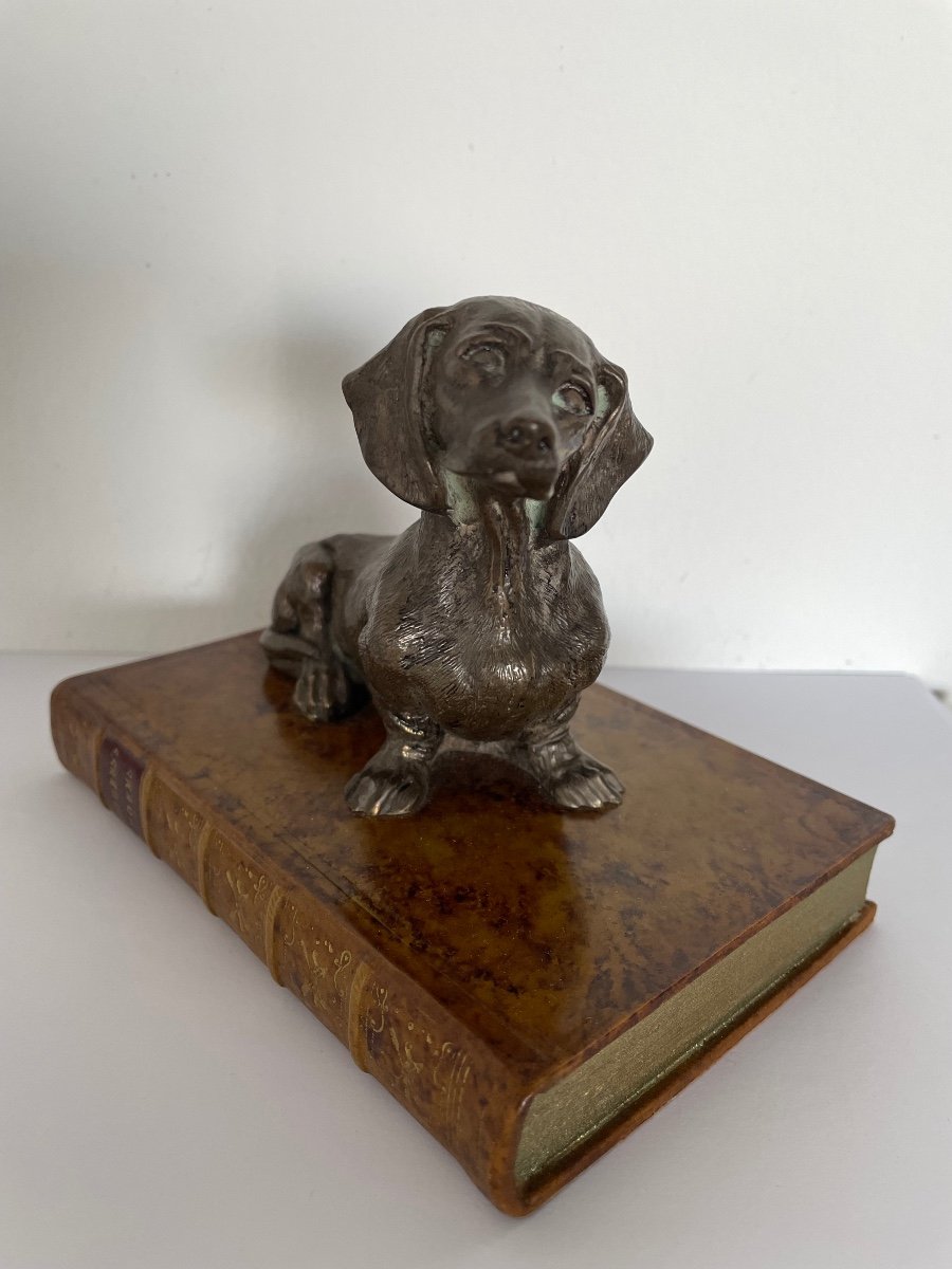 Dachshund Dog On Fake Electroplating Book-photo-6