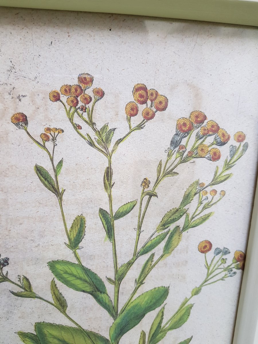 Paire De Gravures Botaniques 17/18ème De Basilius Besler (1561-1629) -photo-1