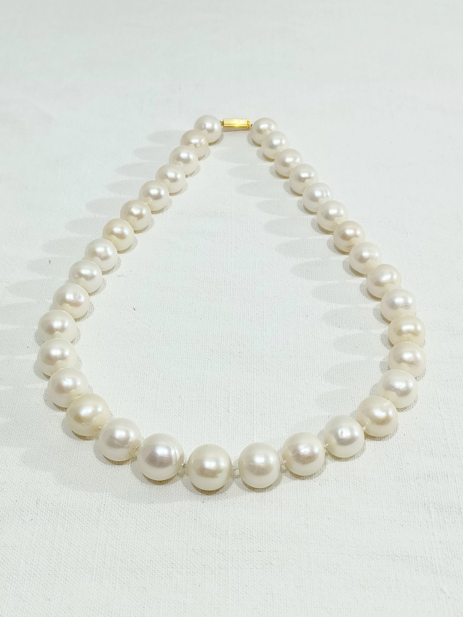 Acoya Pearl Necklace