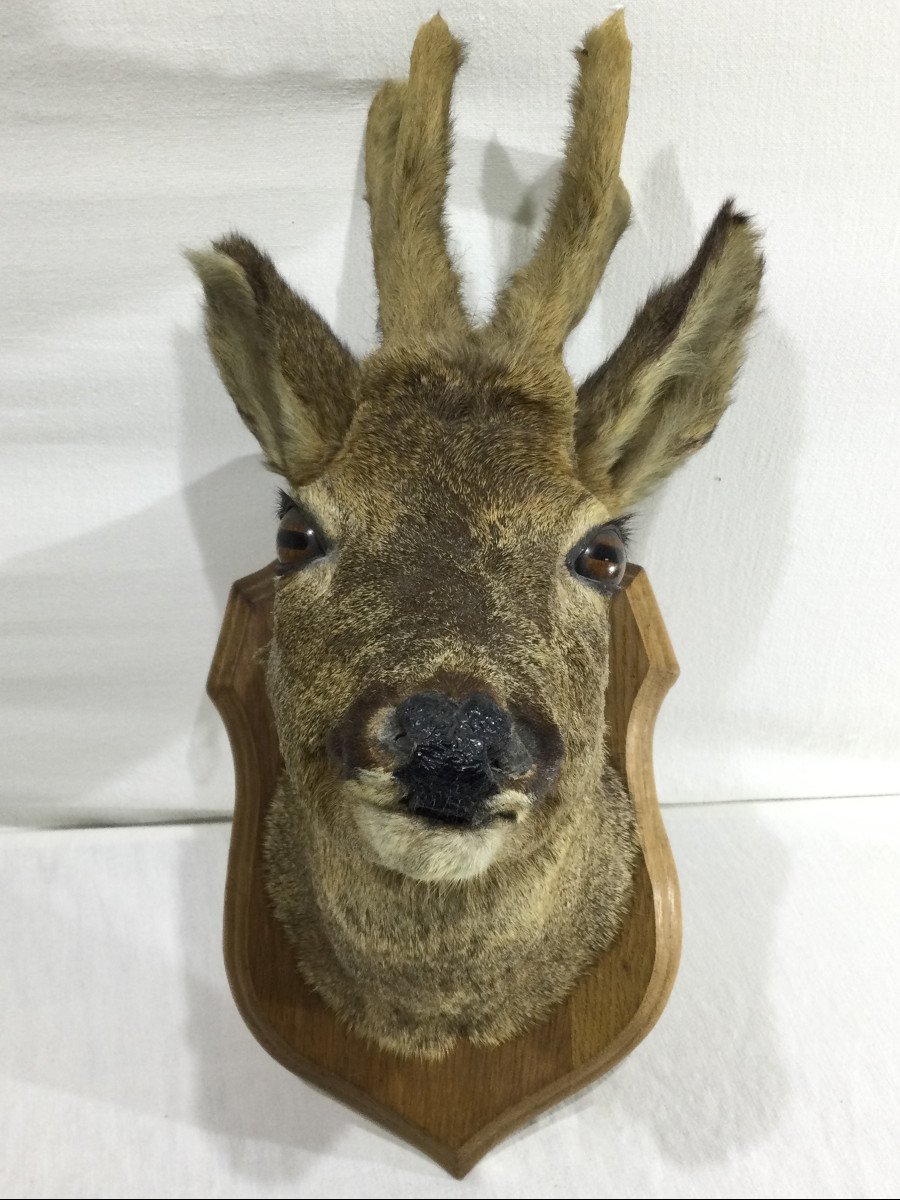 Stuffed deer clearance head