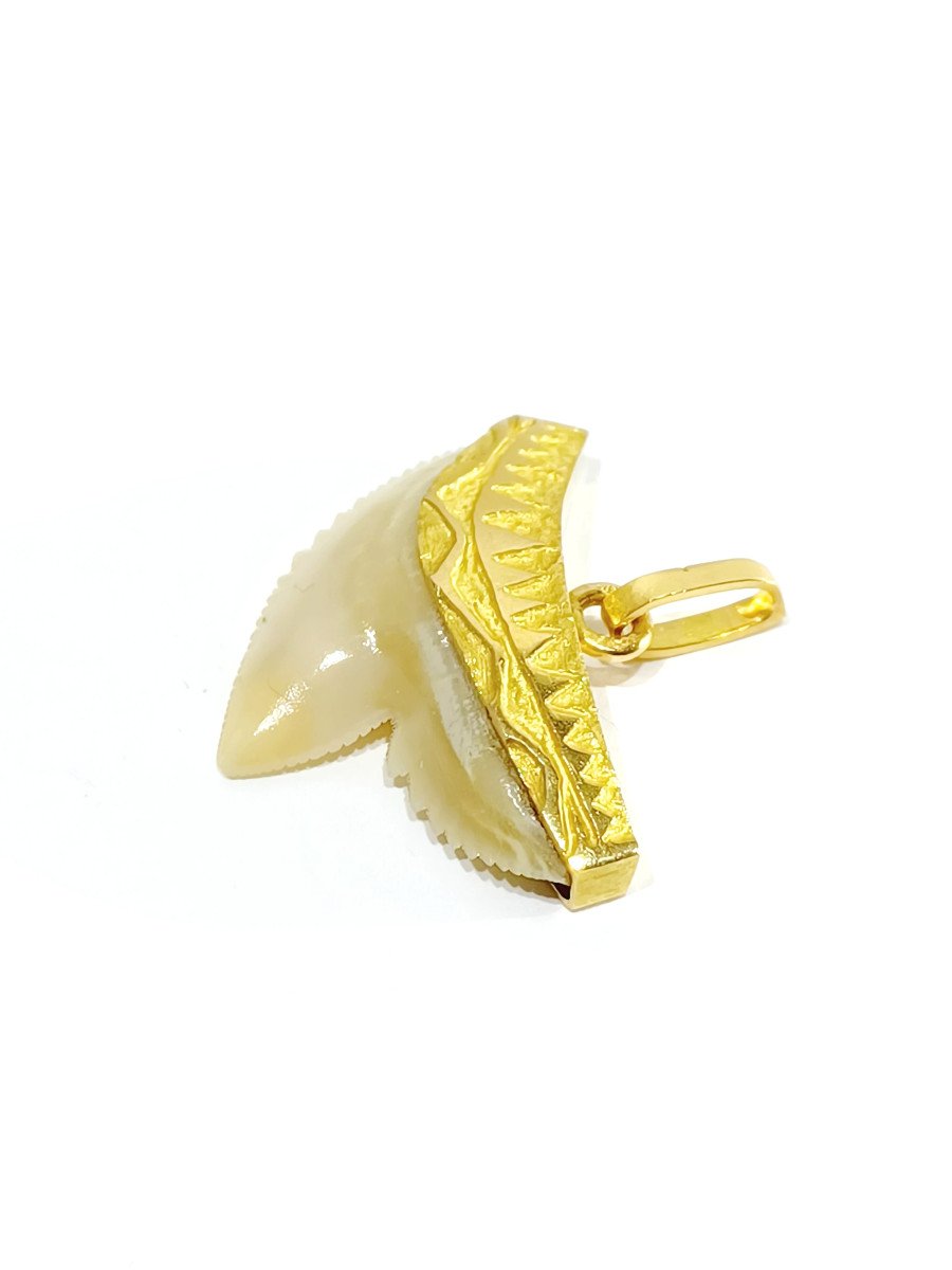 Gold Pendant And Shark Tooth -photo-4