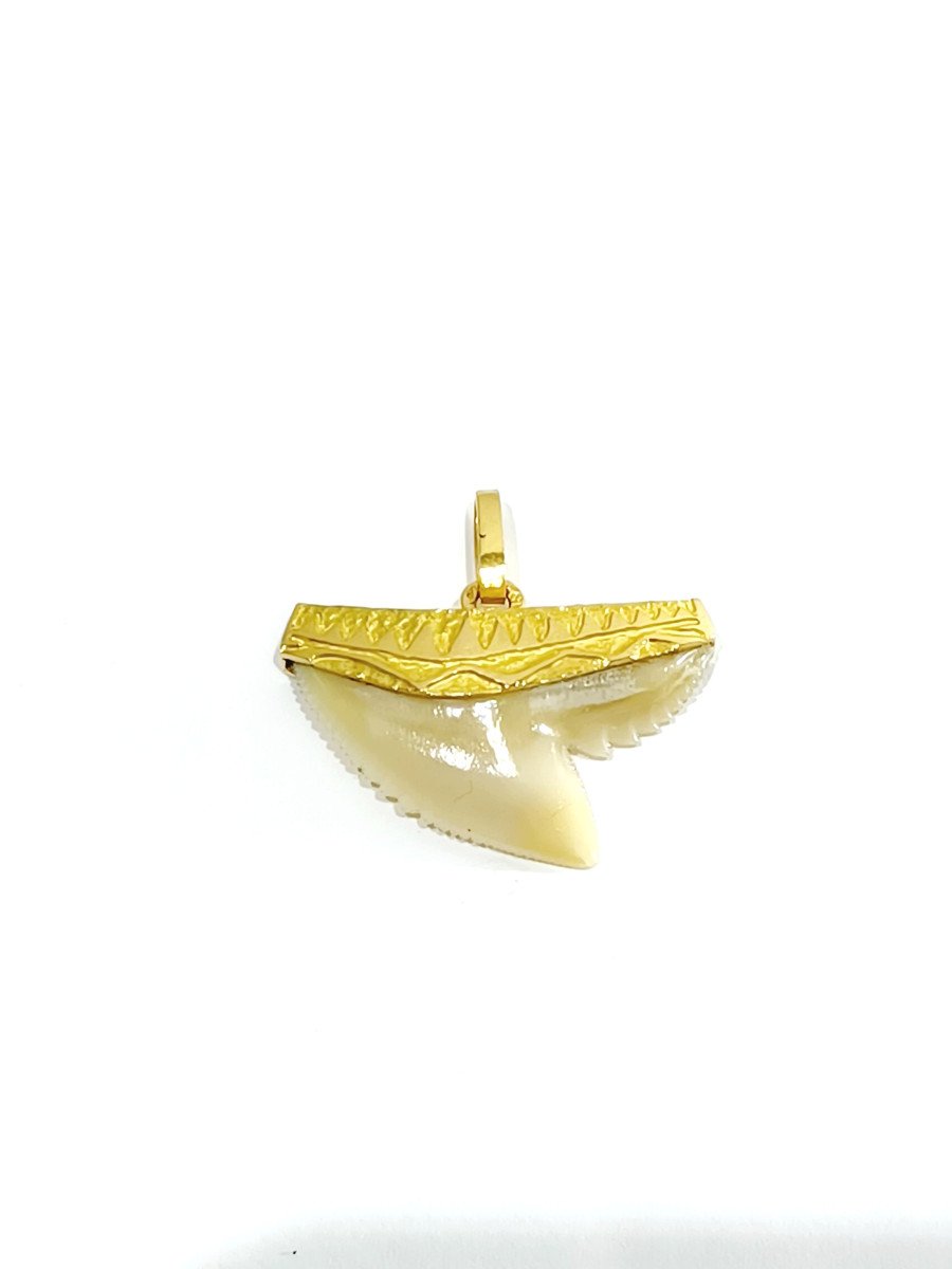 Gold Pendant And Shark Tooth 