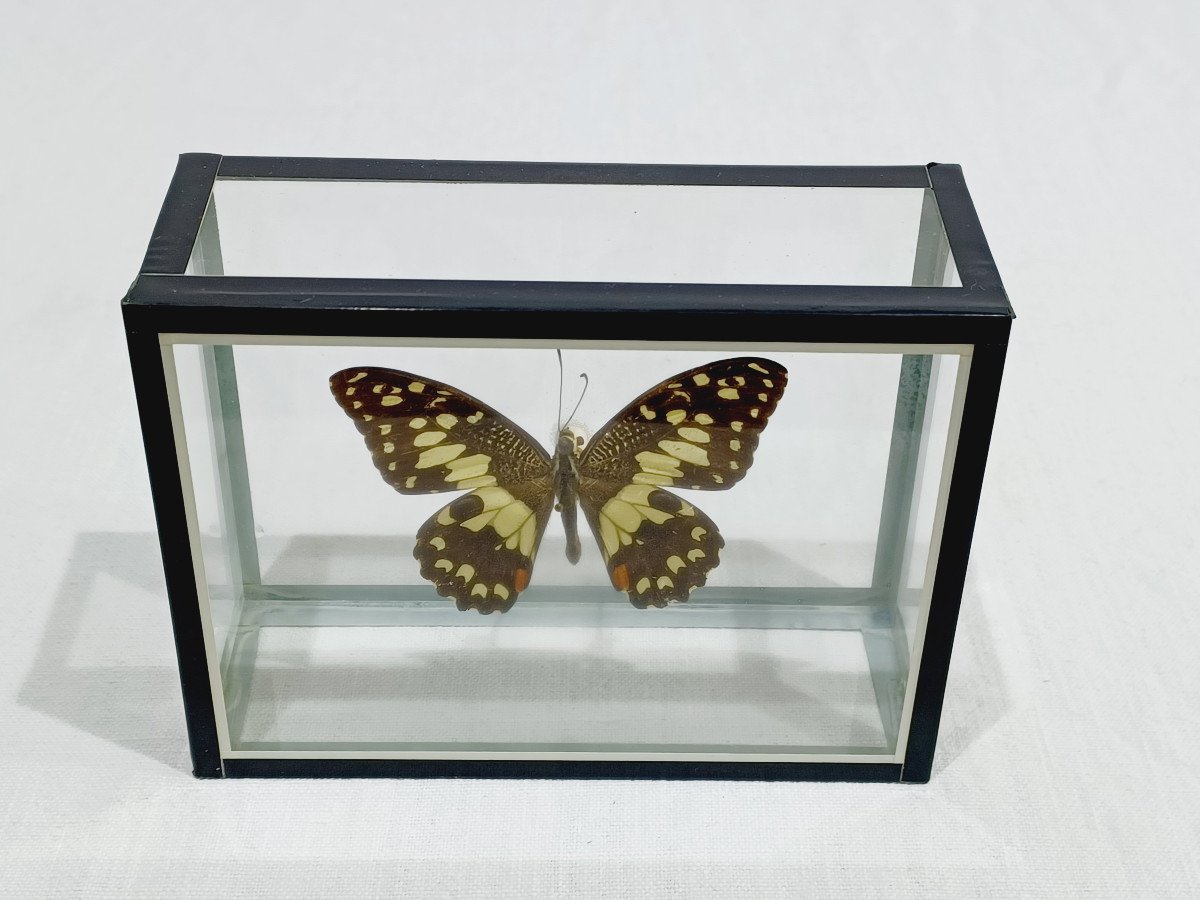 Papillon Sous Verre -photo-2