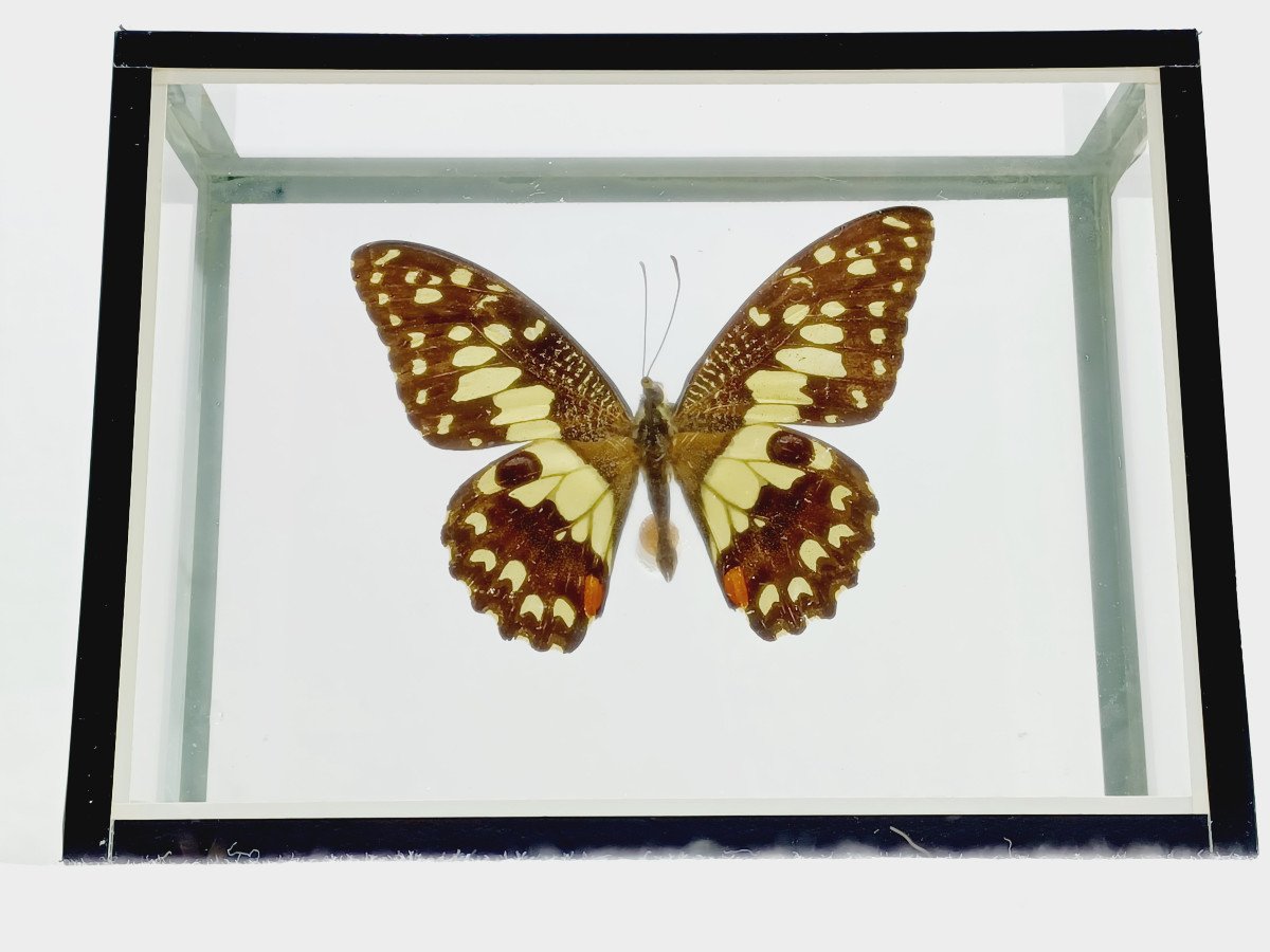 Papillon Sous Verre -photo-3