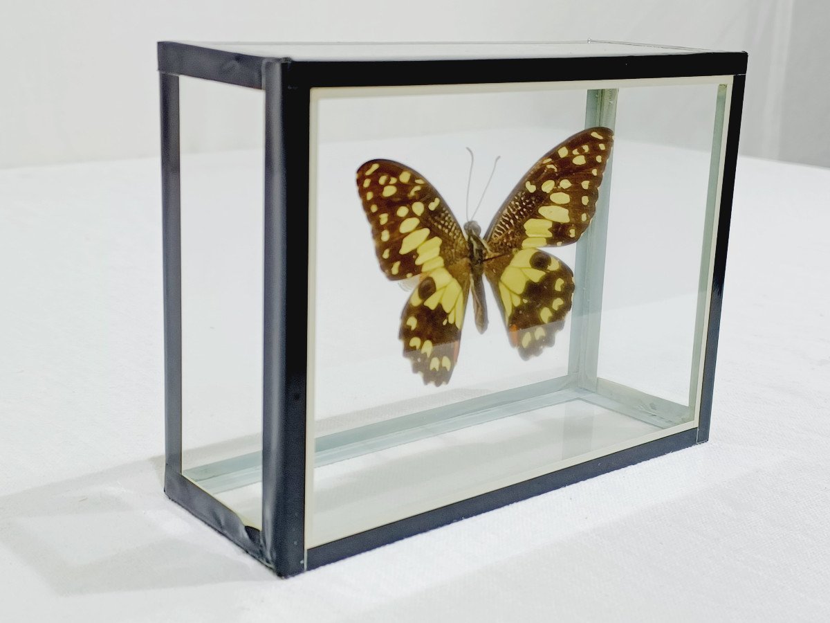 Papillon Sous Verre -photo-4