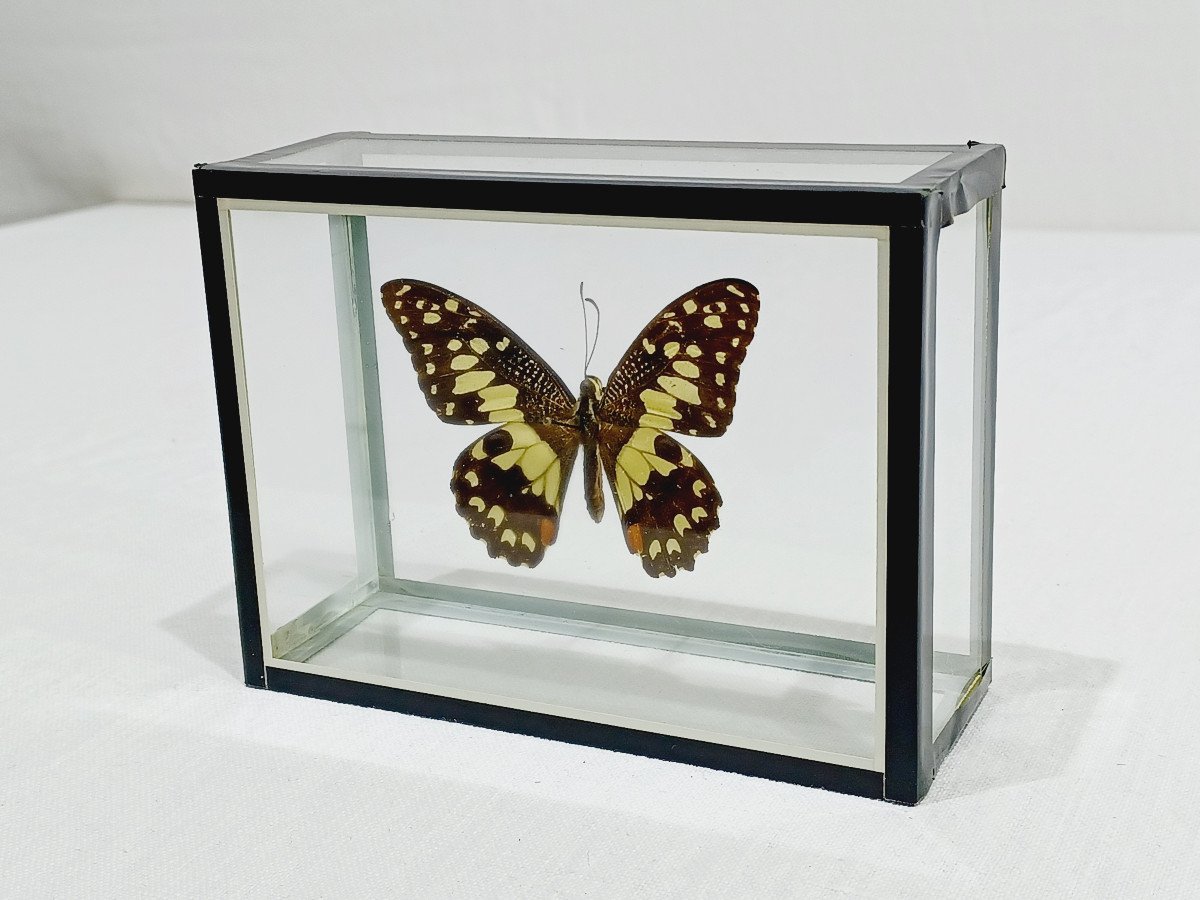 Papillon Sous Verre -photo-1