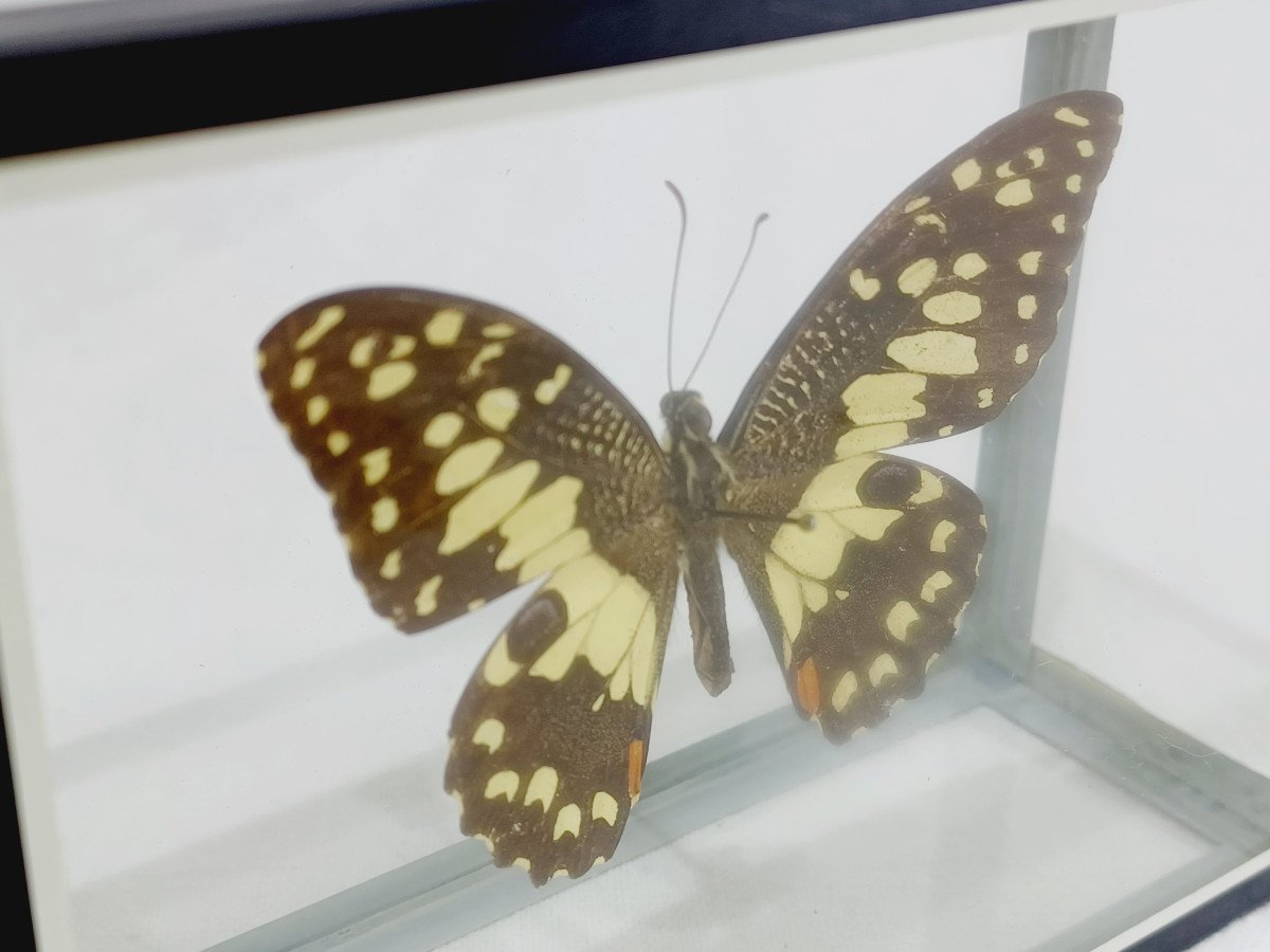 Papillon Sous Verre -photo-3