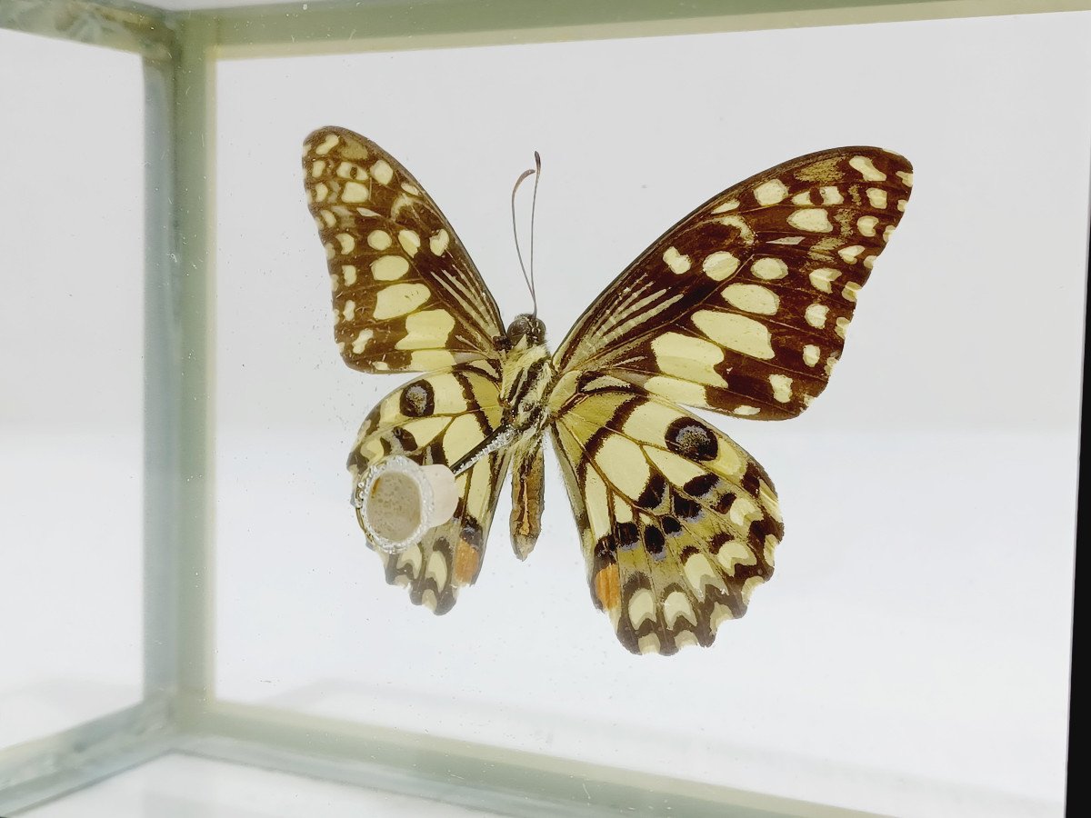 Papillon Sous Verre -photo-5