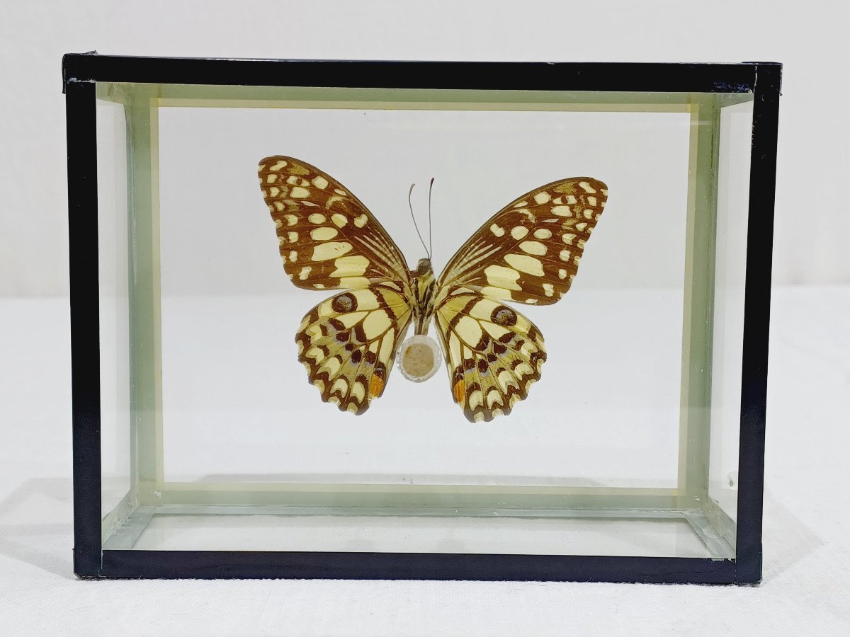 Papillon Sous Verre -photo-6