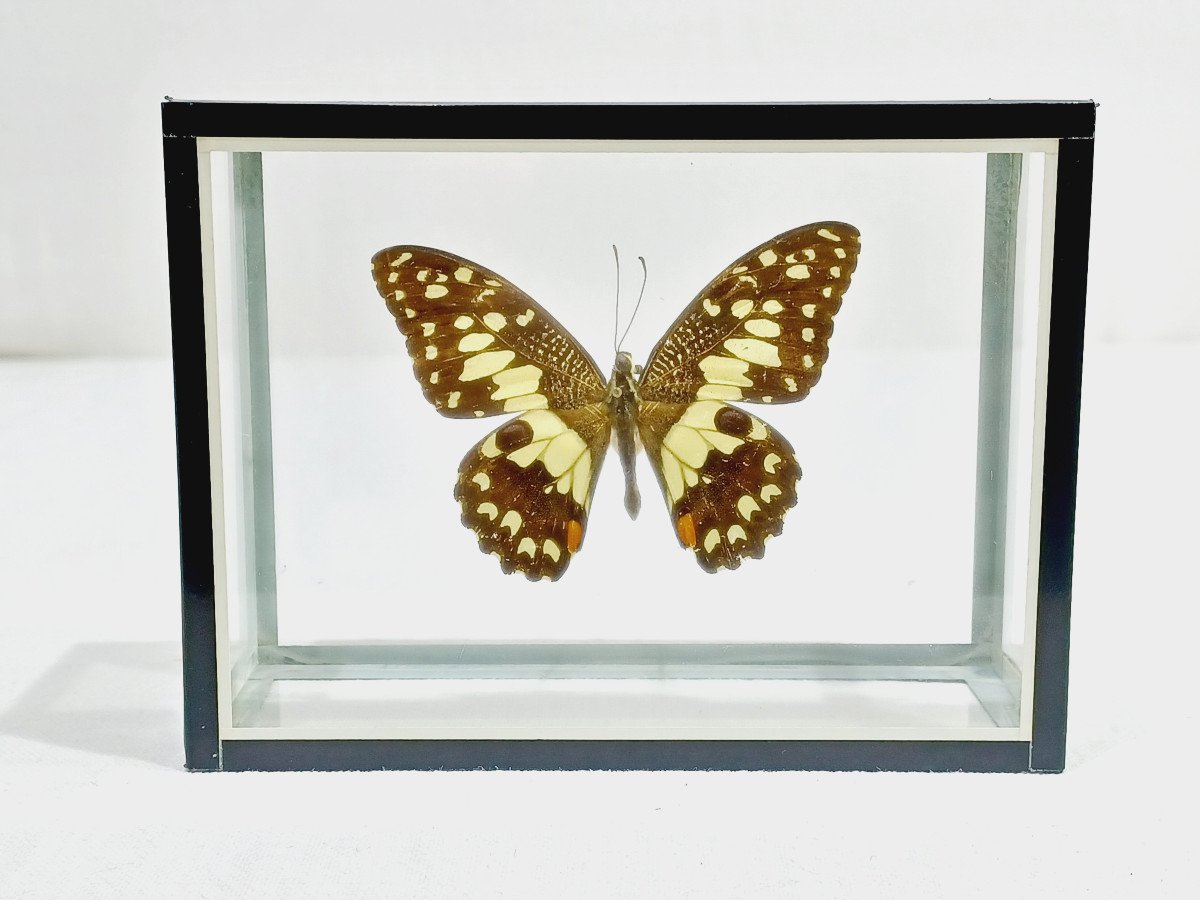 Papillon Sous Verre 