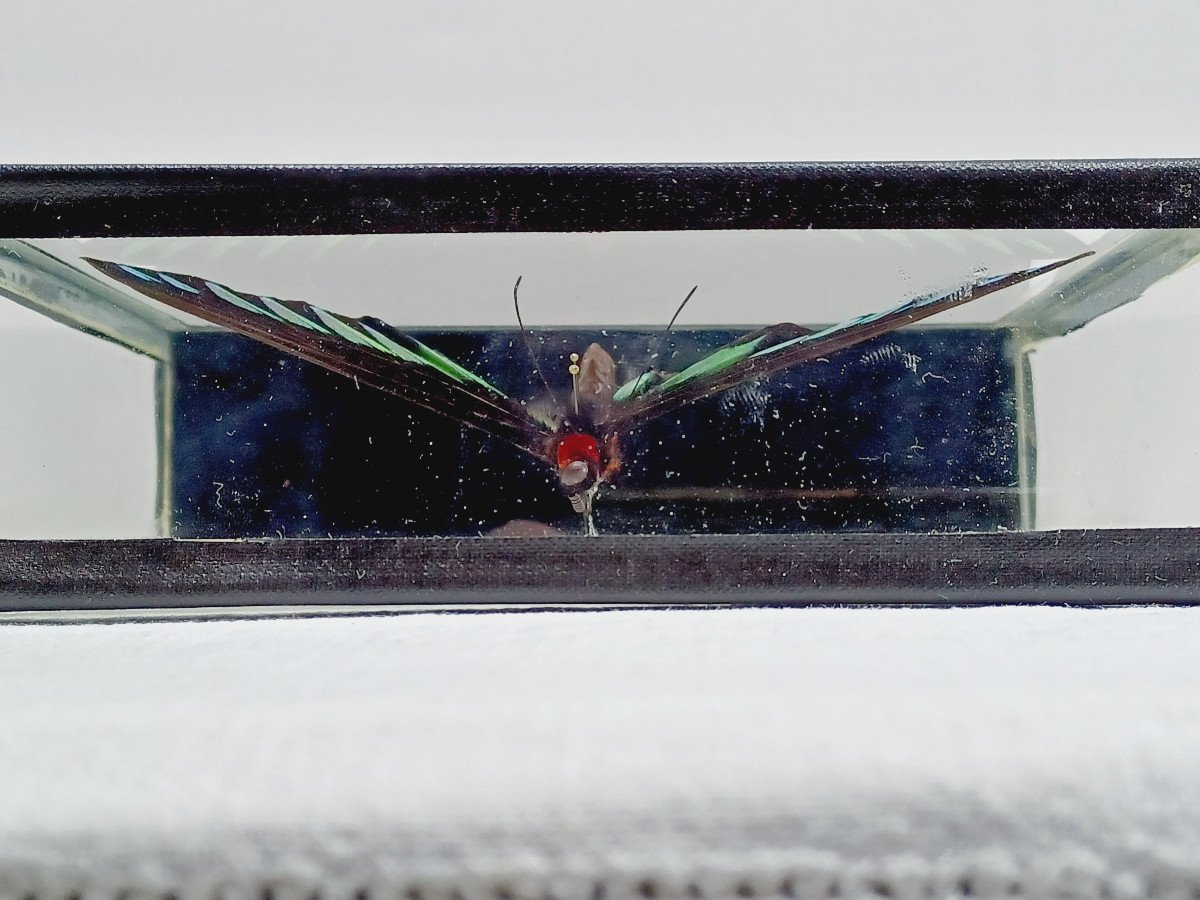 Butterfly Under Glass -photo-4