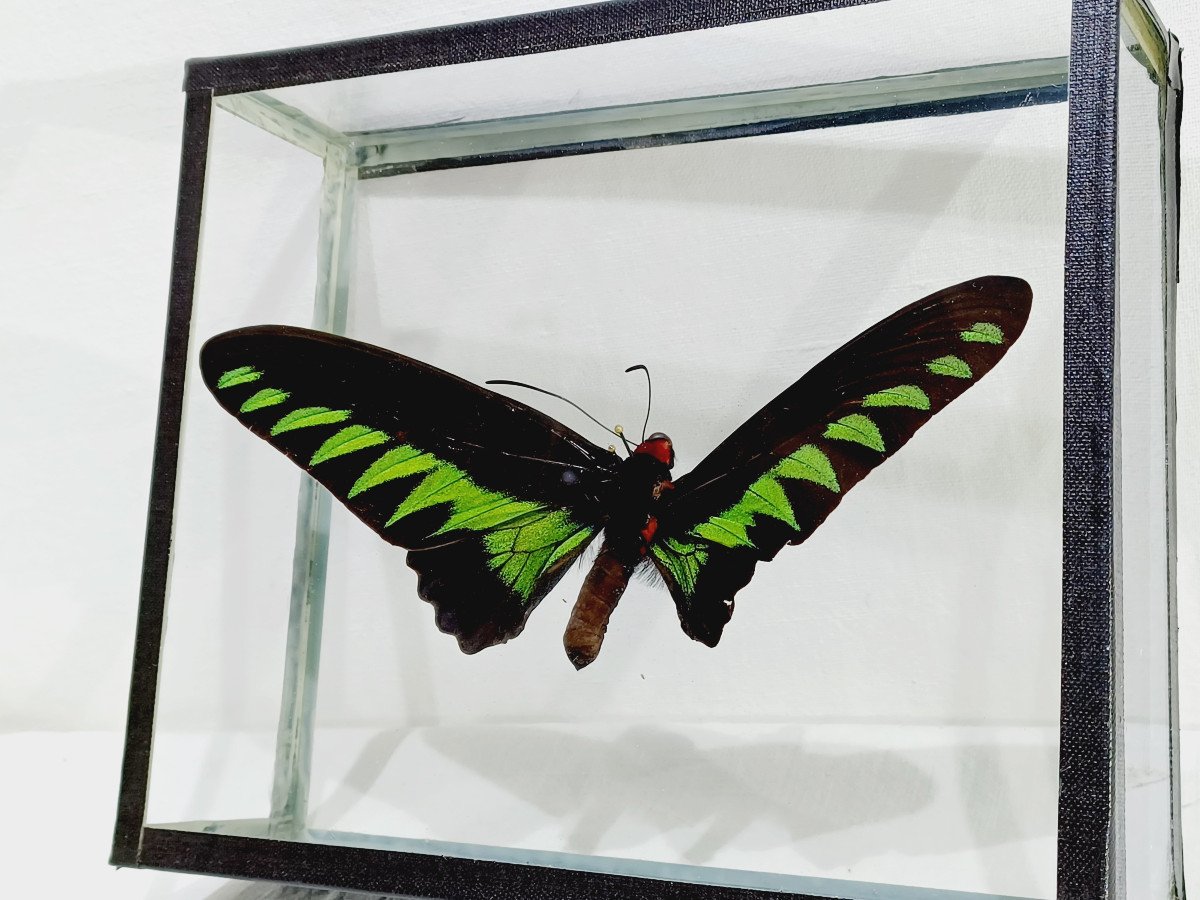 Papillon Sous Verre -photo-6