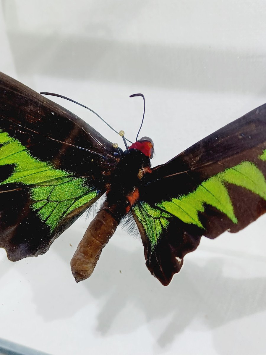 Papillon Sous Verre -photo-8