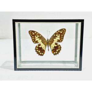 Papillon Sous Verre 