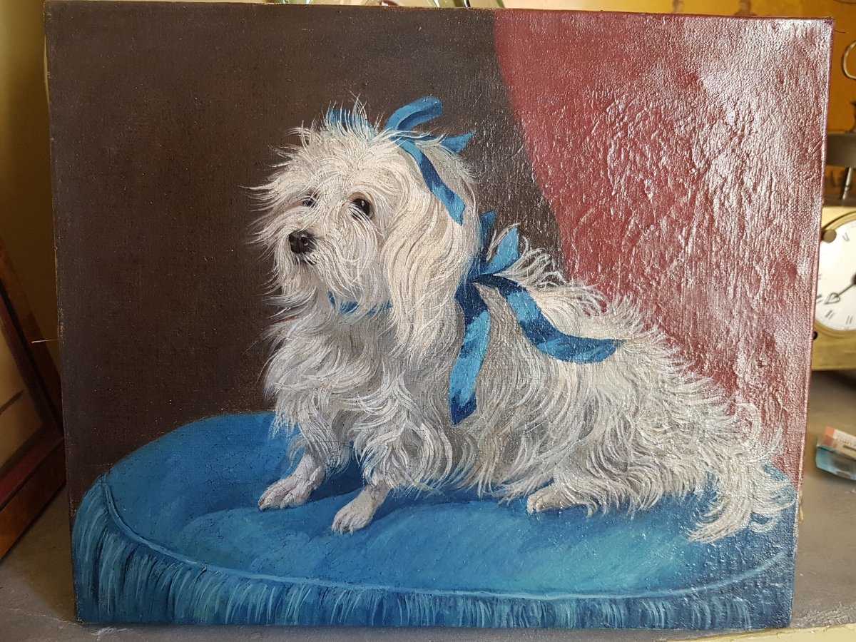 PORTRAIT DE CHIEN NAPOLÉON III BICHON VERS 1850-photo-2