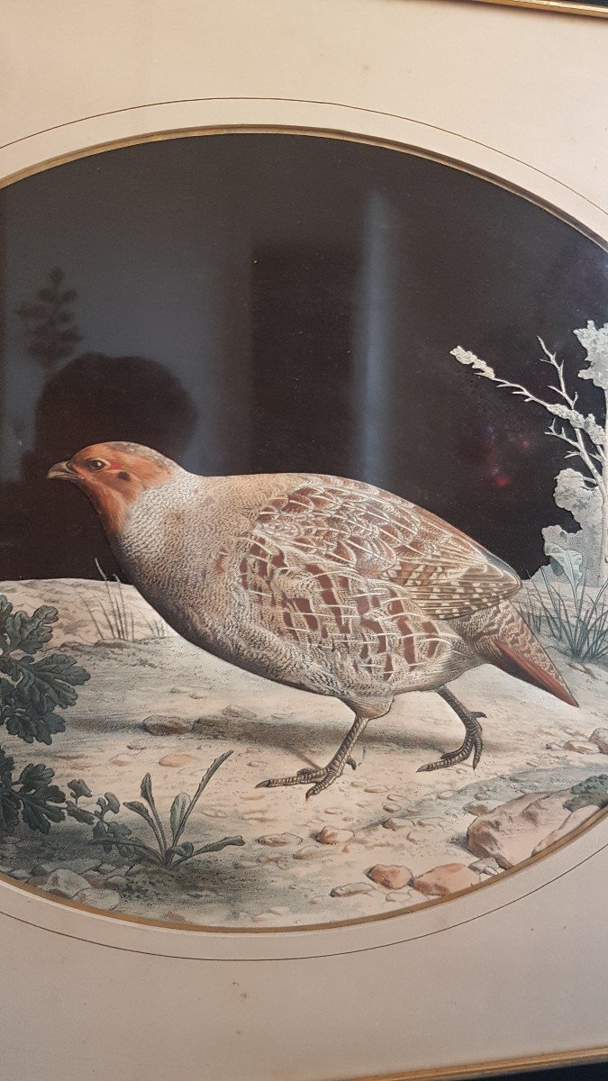 D APRÈS TRAVIES LITHOGRAPHIE DÉCOUPÉE EN RELIEF. NAPOLÉON III CHASSE CYNÉGÉTIQUE OISEAUX GRAVURE-photo-3