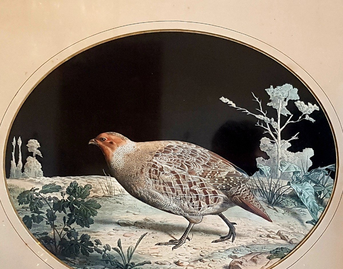 D APRÈS TRAVIES LITHOGRAPHIE DÉCOUPÉE EN RELIEF. NAPOLÉON III CHASSE CYNÉGÉTIQUE OISEAUX GRAVURE