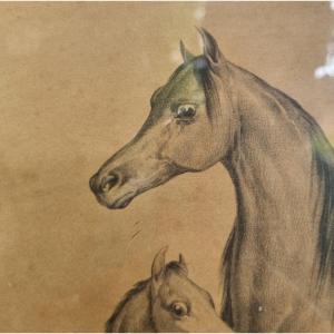 Victor Adam Arabian Horse Mare Lithograph Circa 1850 Engraving