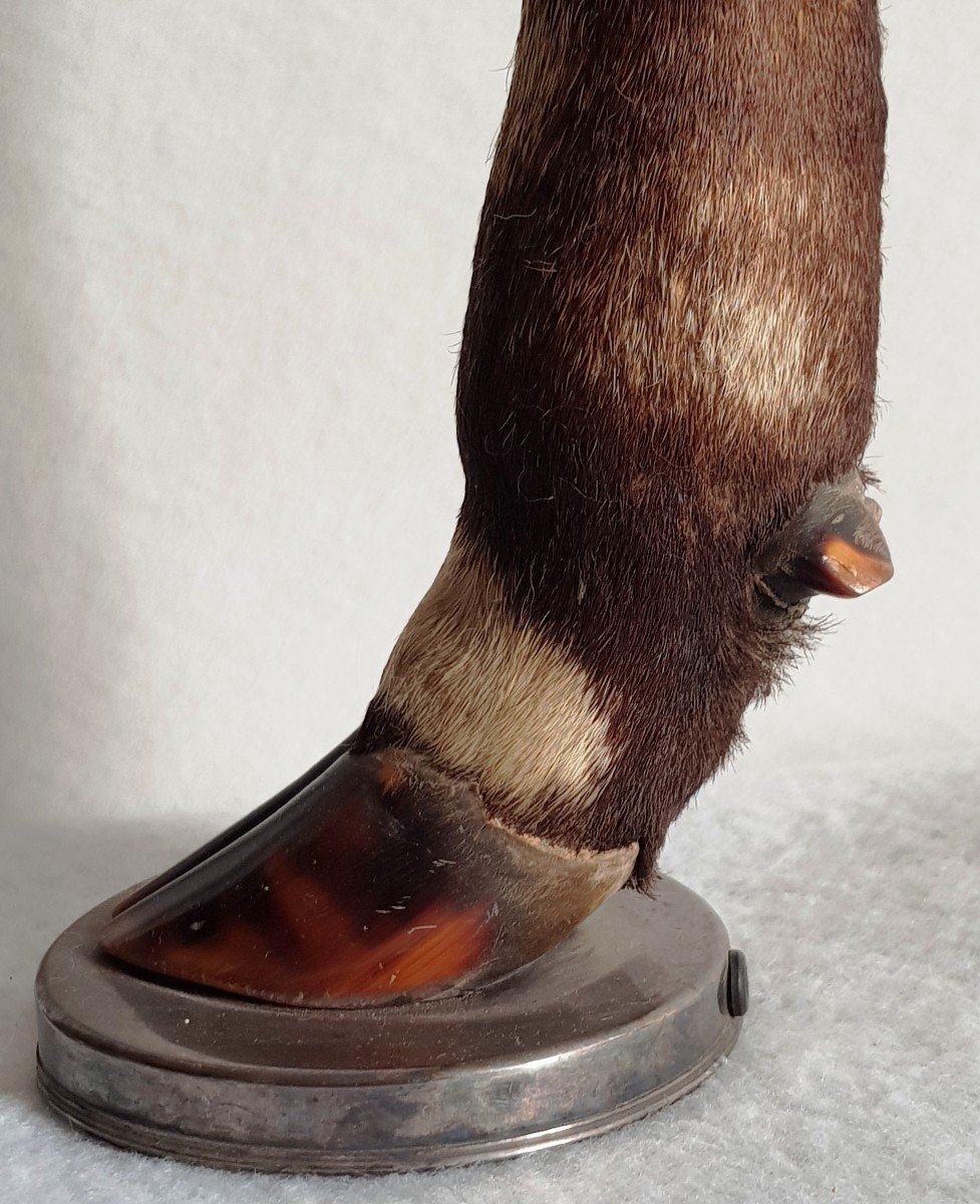 Pair Of Old Taxidermy Lamp Bases With Deer Legs And Solid Silver-photo-5