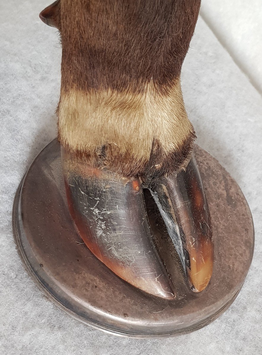 Pair Of Old Taxidermy Lamp Bases With Deer Legs And Solid Silver-photo-8