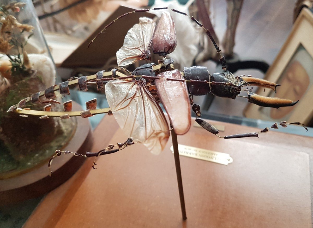 Objet De Curiosités : Entomology : Exploded Beauchêne Callipogon Barbatus Maison Deyrolle-photo-4