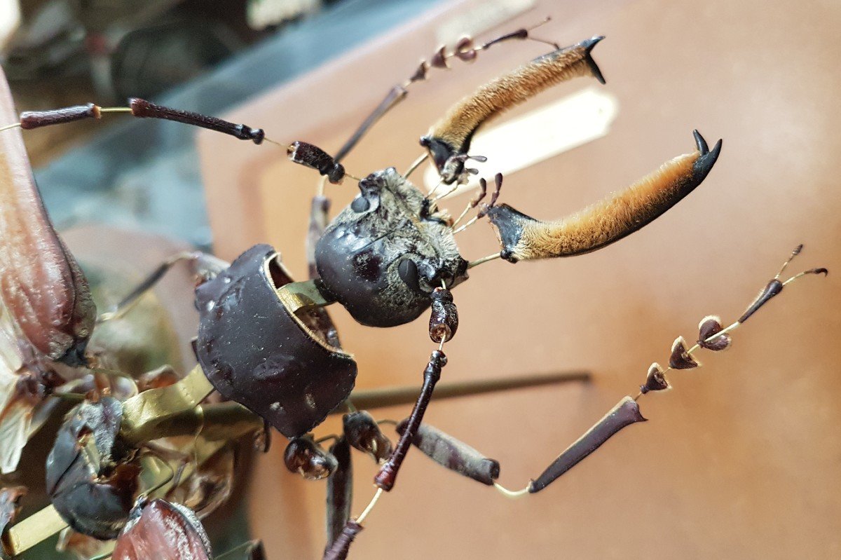 Objet De Curiosités : Entomologie : éclaté à La Beauchêne Callipogon Barbatus Maison Deyrolle-photo-1