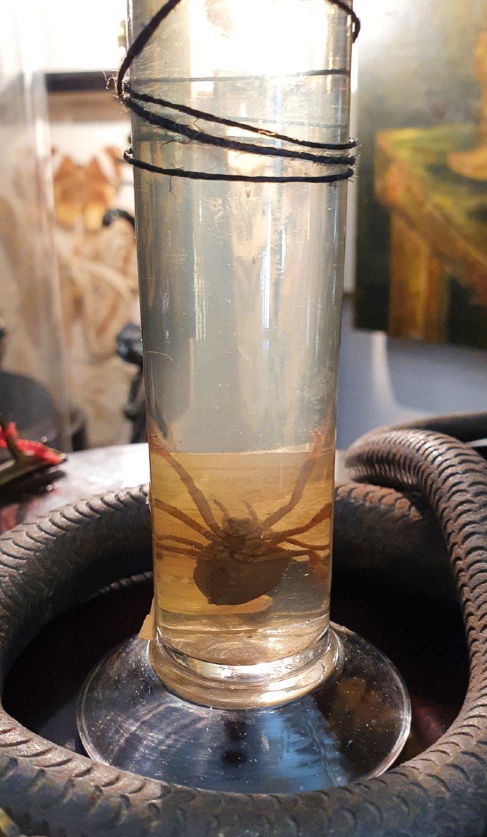 Cabinet De Curiosités : Naturalia: Boubée Fluid Specimen Of A Diadem Spider-photo-2