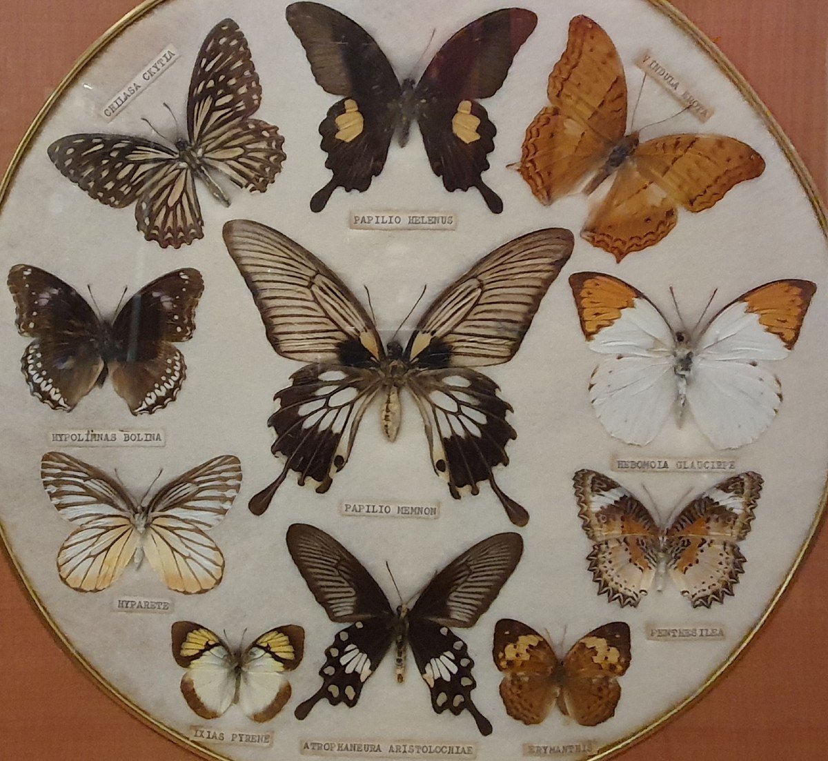 Frame Circa 1950 With 11 Butterflies From Asia-photo-3