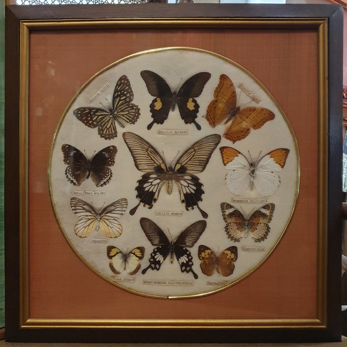 Frame Circa 1950 With 11 Butterflies From Asia