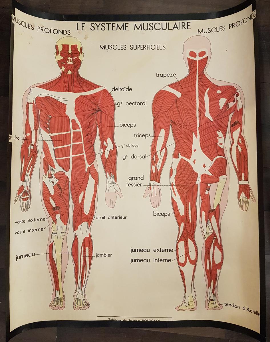 Object Of Curiosities: Two Anatomical School Posters - Rossignol-photo-4