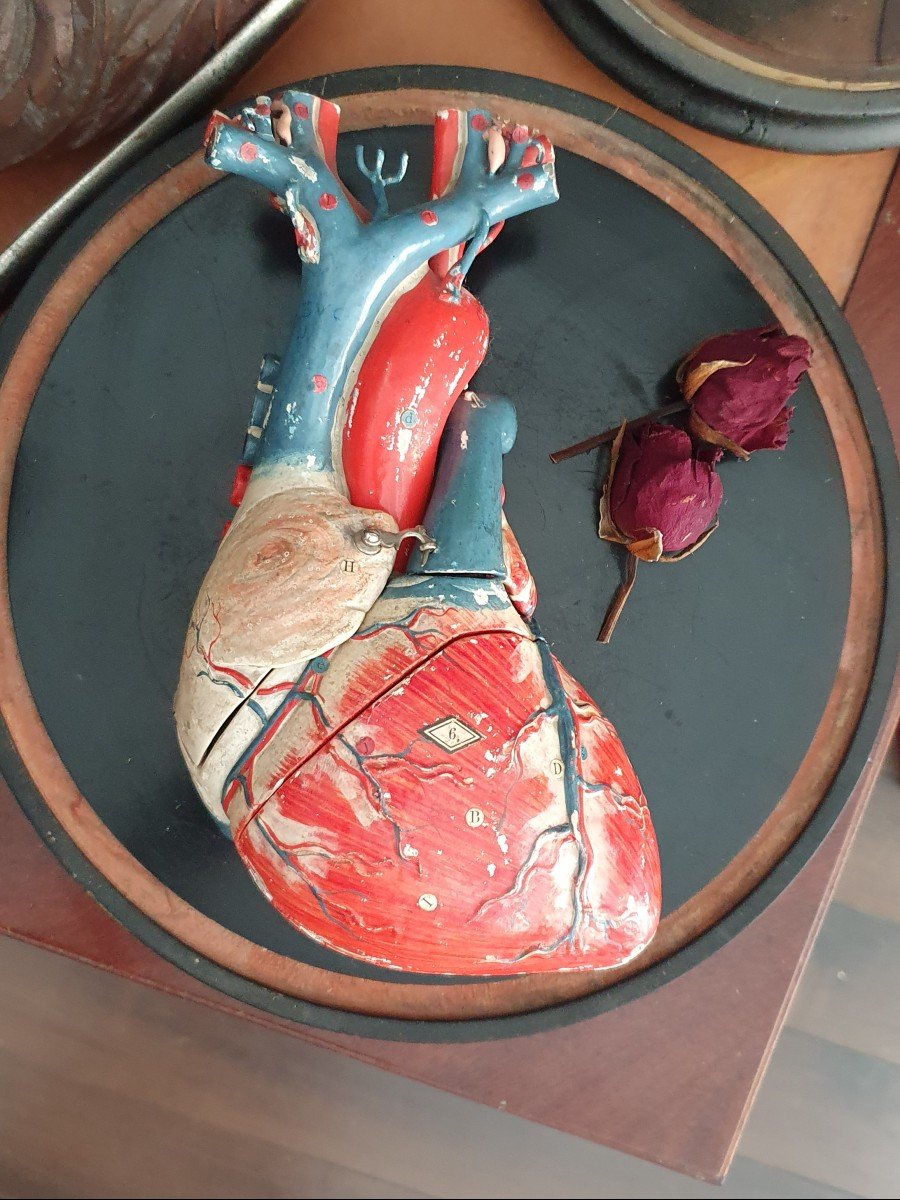 Object Of Curiosity: Anatomical Didactic Heart In Papier-mâché