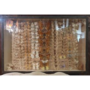 Objects Of Curiosity: Entomological Display Case Of Various Butterflies.