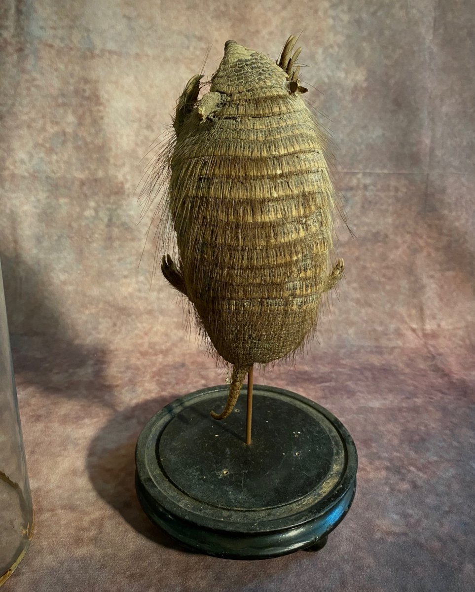 Old Armadillo Under Glass Bell-photo-1