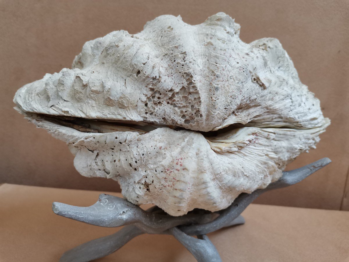 Tridacna Gigas Shell. Giant Clam -photo-2