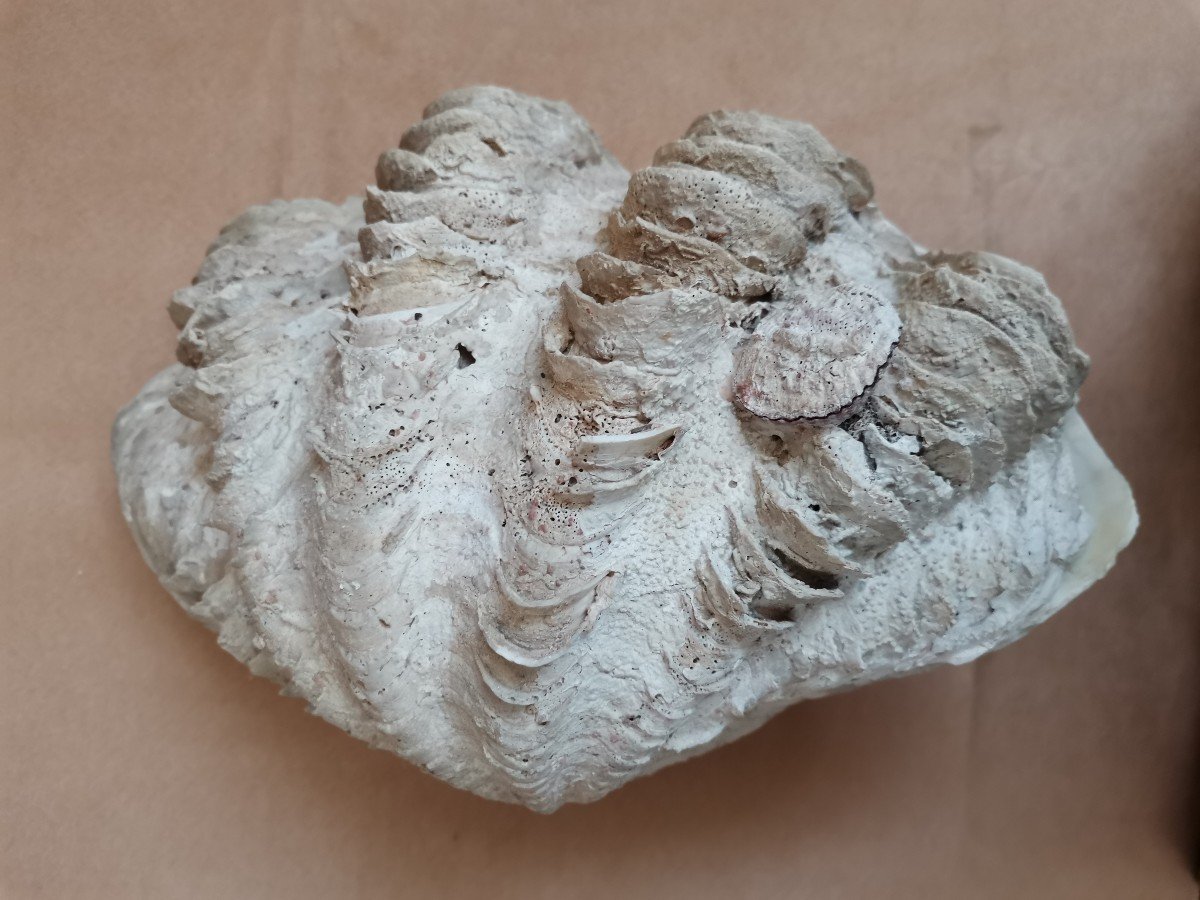 Tridacna Gigas Shell. Giant Clam -photo-4