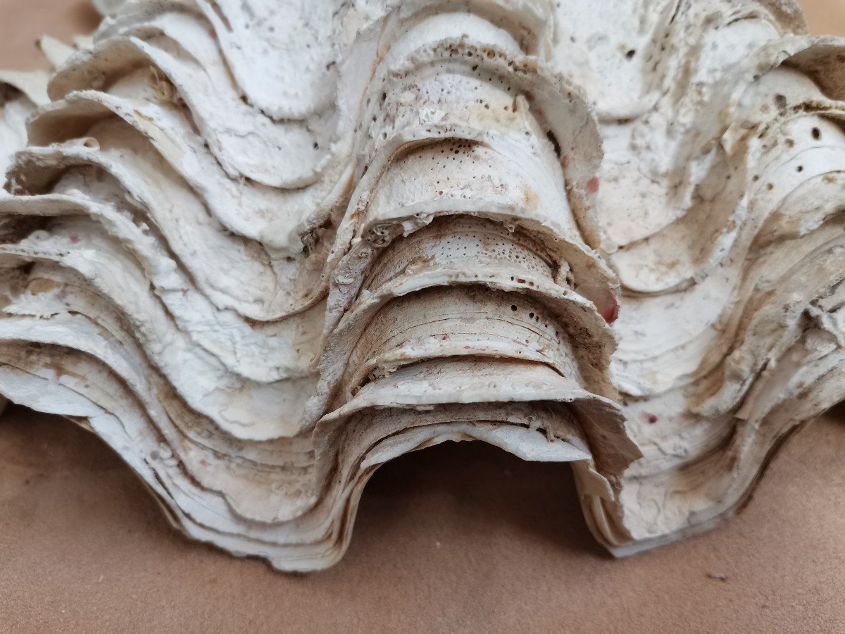 Tridacna Gigas Shell. Giant Clam -photo-5