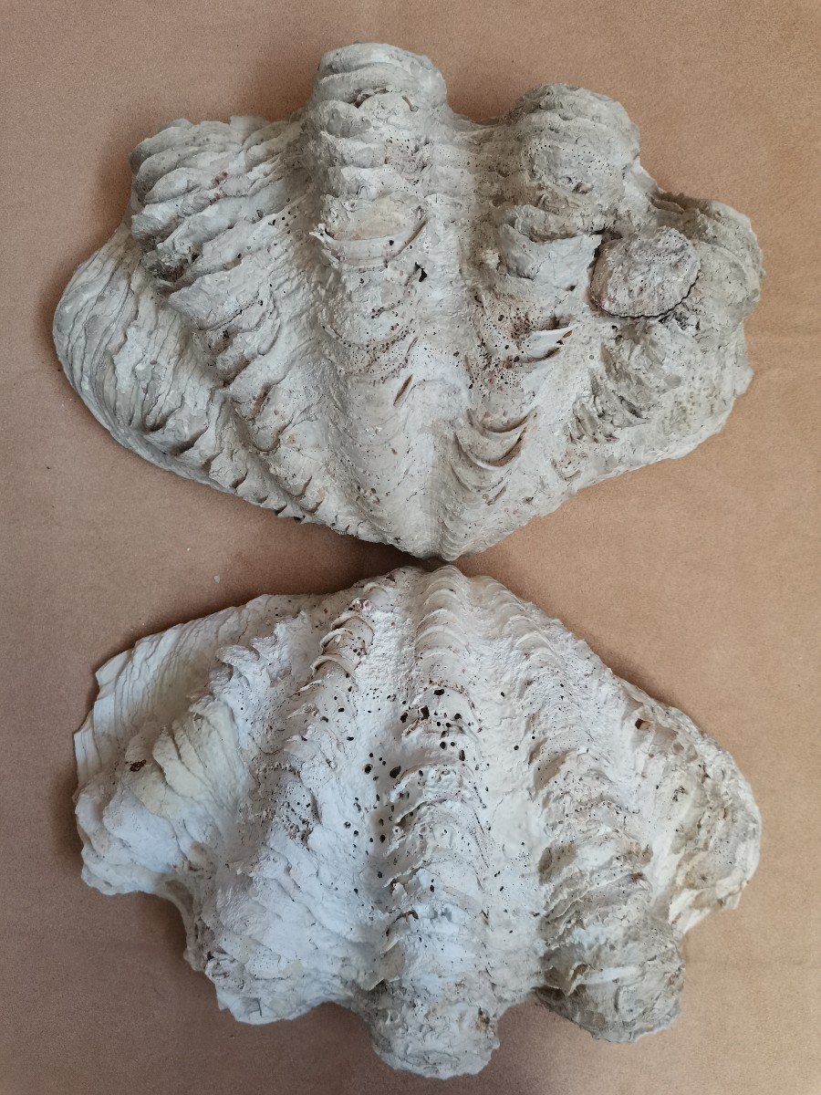 Tridacna Gigas Shell. Giant Clam -photo-6