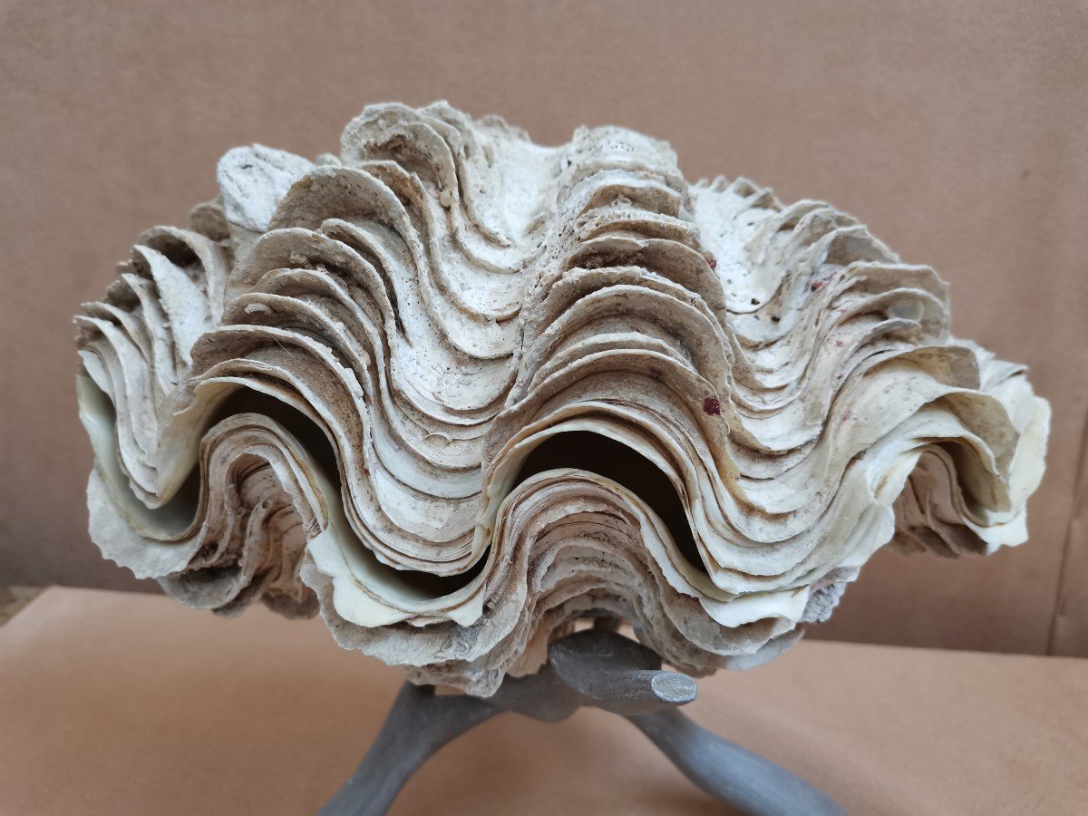 Tridacna Gigas Shell. Giant Clam 