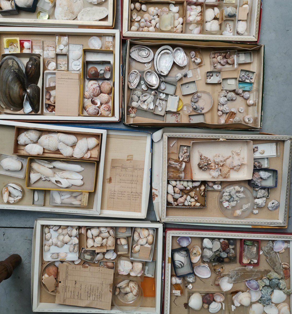 Important Collection Of Shells-photo-2