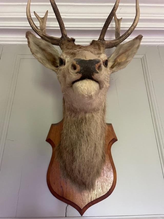 Important Old Hunting Trophy-photo-2