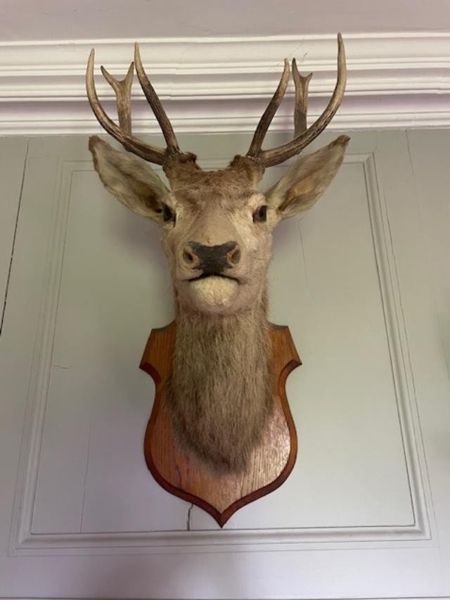 Important Old Hunting Trophy