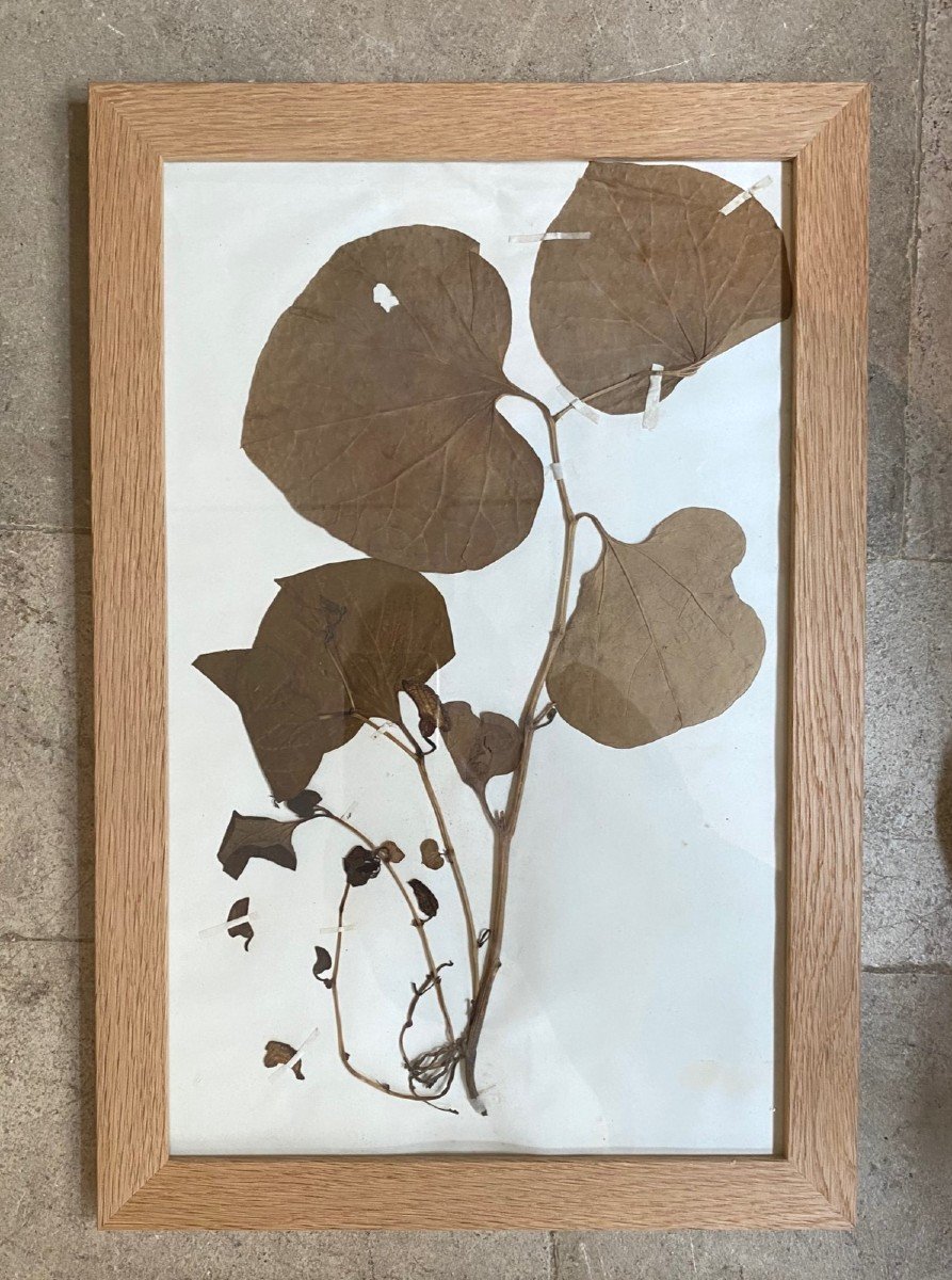 19th Century Herbarium-photo-3