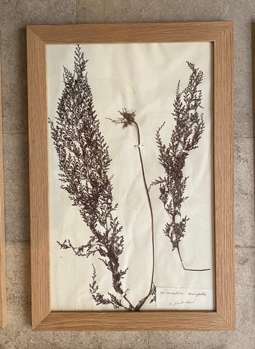 Herbier XIXème-photo-1