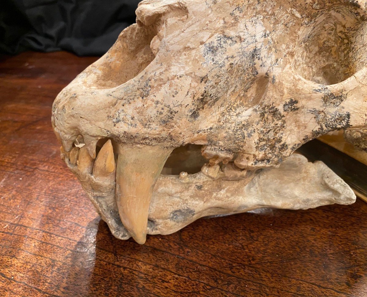 Saber Tooth Tiger Skull-photo-2