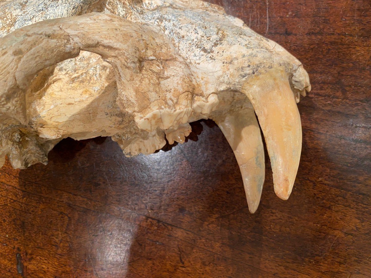 Saber Tooth Tiger Skull-photo-3