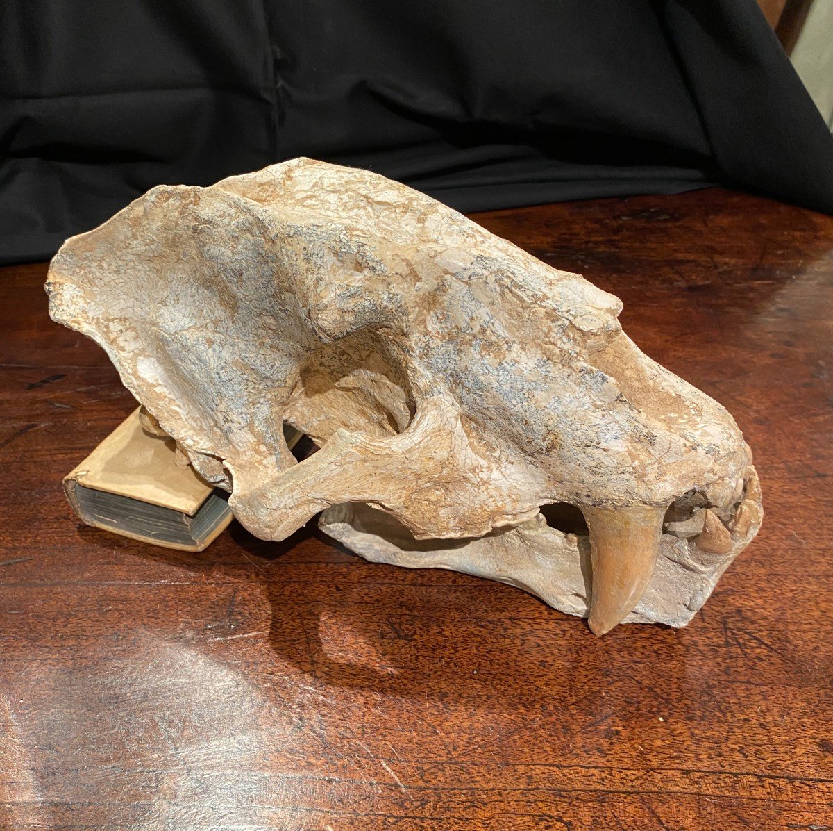 Saber Tooth Tiger Skull-photo-4