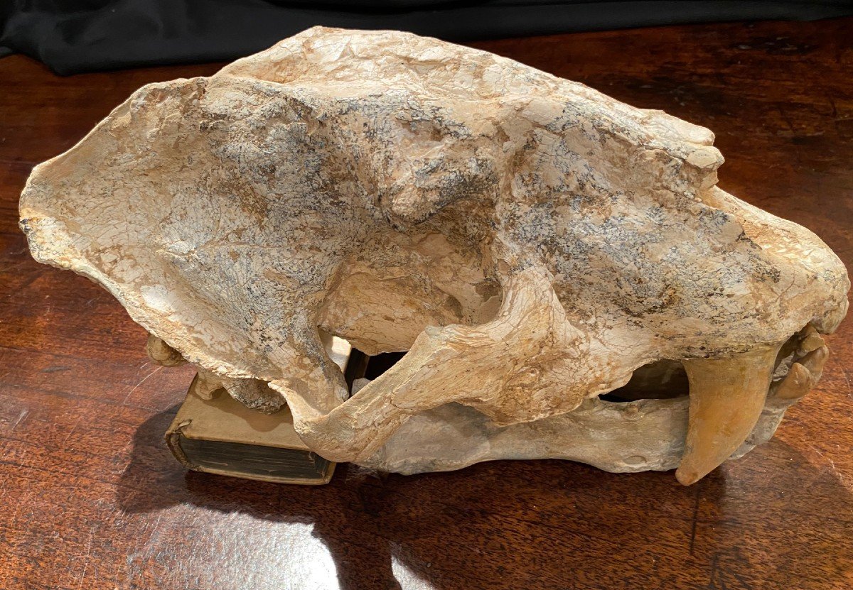 Saber Tooth Tiger Skull-photo-1