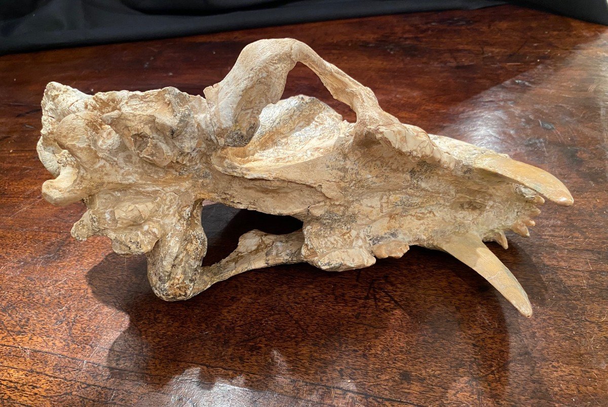 Saber Tooth Tiger Skull-photo-2