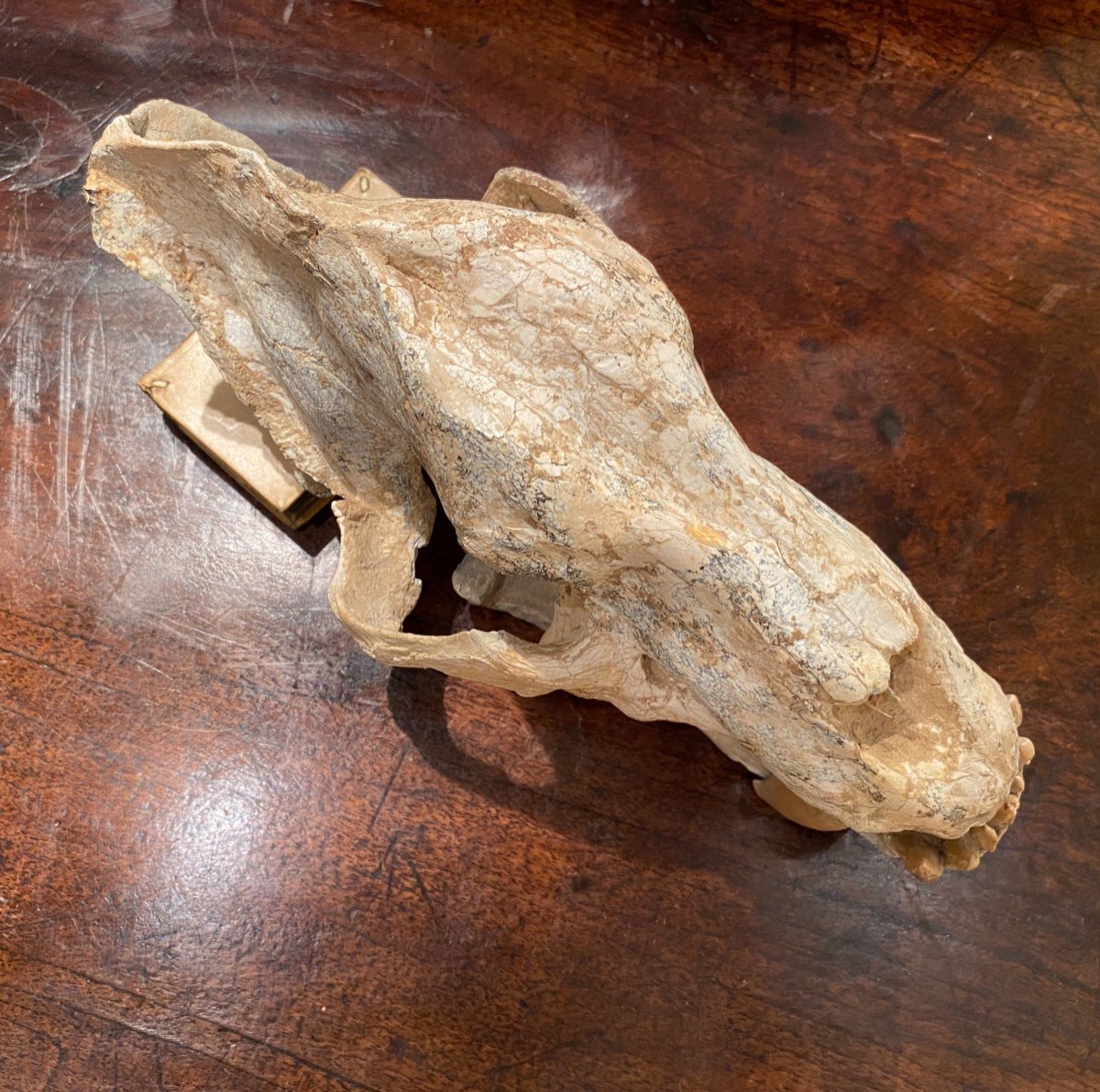 Saber Tooth Tiger Skull-photo-3